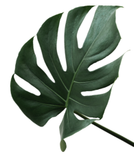 leaf2